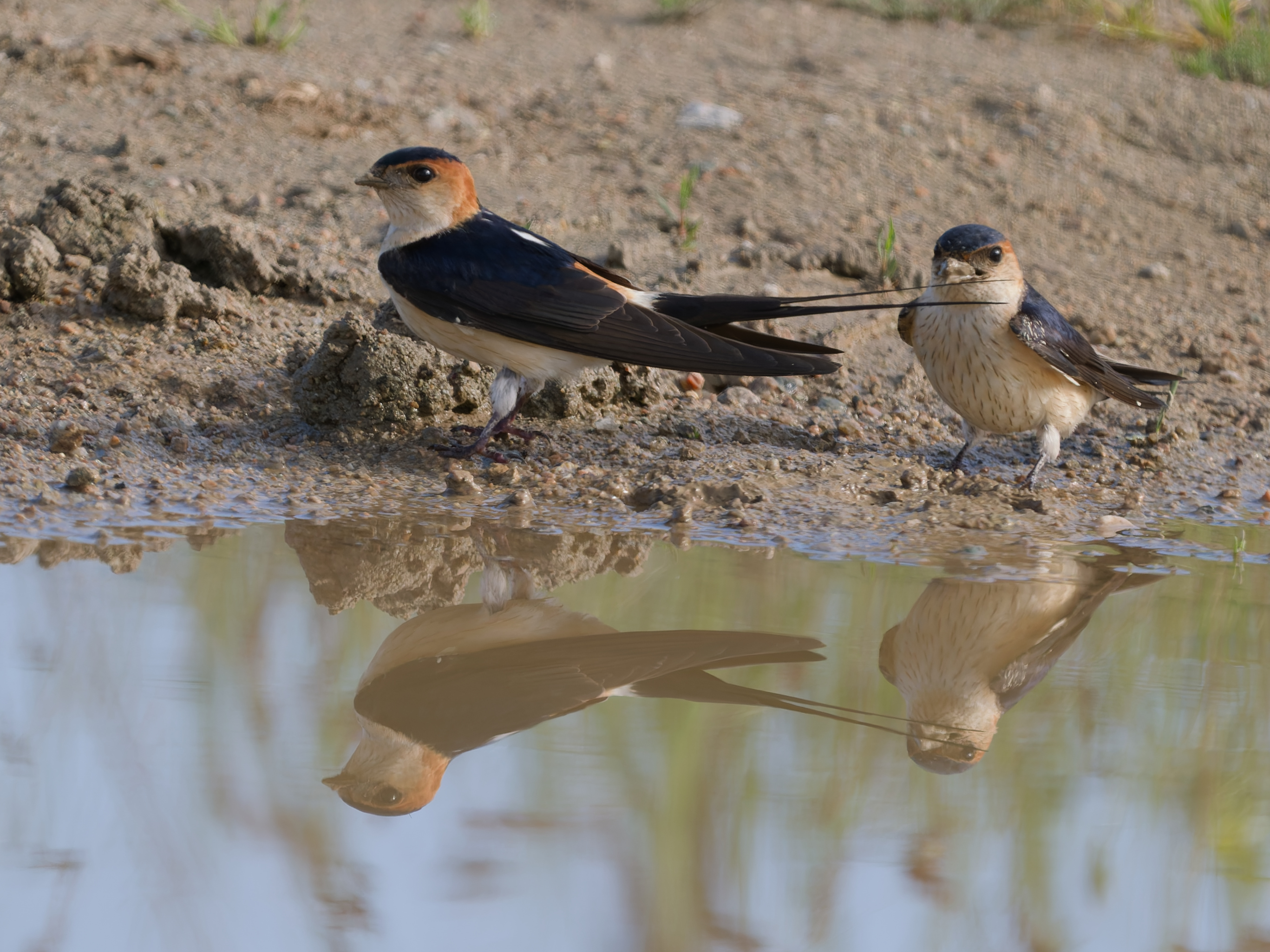 <a href="/trips/Greece/biota/animalia/chordata/aves/passeriformes/hirundinidae/cecropis rufula/cecropis rufula-nl.html">Cecropis&nbsp;rufula</a> / European&nbsp;red‑rumped&nbsp;swallow / Roodstuitzwaluw